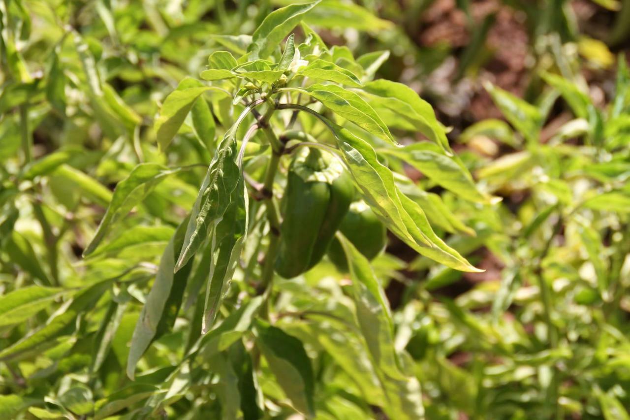 דמנאת Ecolodge Espace Tamount מראה חיצוני תמונה
