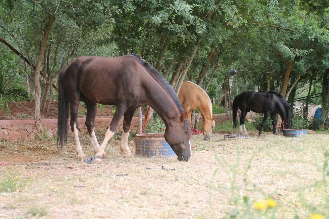 דמנאת Ecolodge Espace Tamount מראה חיצוני תמונה